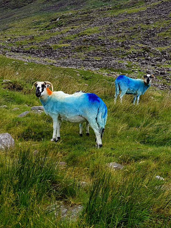 irish sheep